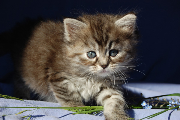 Qeshewa, 6 Wochen.jpg